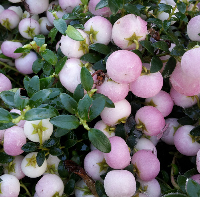 Gaultheria 'Pearls' 